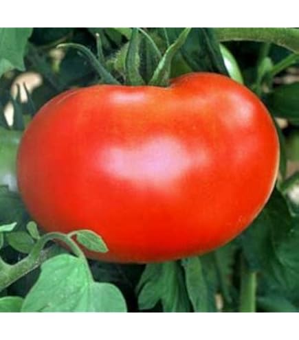 Amazon.com : Edox (F1) Tomato Seeds (95 Seeds) Seeds for