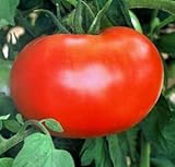 50 Better Boy Tomato Seeds - JDR Seeds