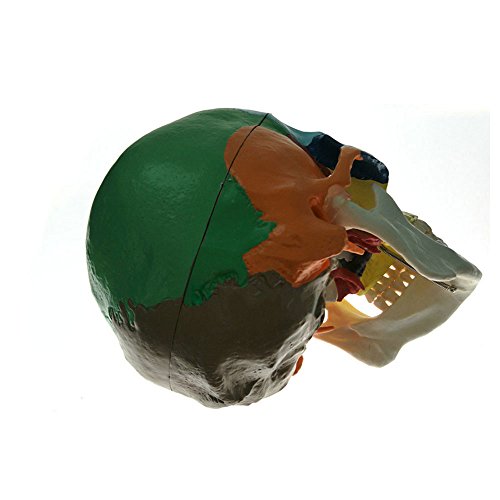 1:1 Human Adult head Anatomical model bionic skull bone color zoning Removable Skull Cap Medical Science Educational Teaching tool
