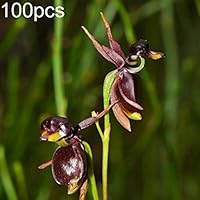 100Pcs Flying Duck Orchid Flower Seeds Ornamental Plant Home Balcony Garden Office Decoration - Flying Duck Orchid Seeds