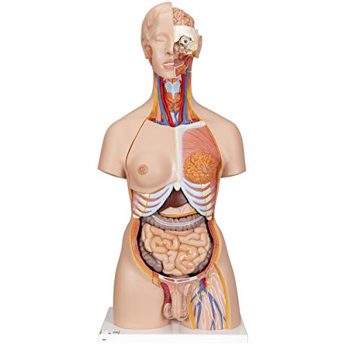 3B Scientific Deluxe Dua Sex Torso with Opened Back 28 Part + free anatomy software - 3B Smart Anatomy