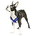Gooby - Comfort X Step-in Harness, Choke Free Small Dog Harness with Micro Suede Trimming and Patented X Frame, Blue, Medium
