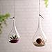 Beauto Pack of 2 Indoor Outdoor Hanging Glass Candle Holders Hanging Succulent Plant Pots Glass Hanging Planters Glass Plant Containers Hanging Flower Pots Hanging Air Plant Pots Hanging Terrariums