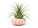 Air Plant Sea Urchin Kit (9 Variety Pack) - Natural Shell Containers / Holders for Live Tillandsia - Multicolor Stand / Jellyfish Pot for Indoor Home Decor by Aquatic Arts