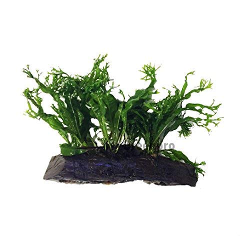 Microsorum Windelov Java Fern Lace Live Aquatic plant on Driftwood for aquarium freshwater fish tank by greenpro