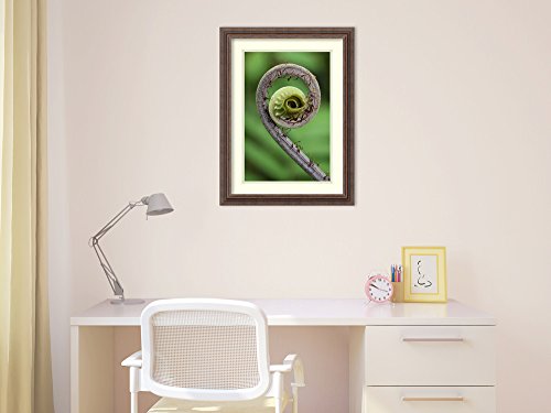 Framed Wall Art Print Young Rolled-up Fern Fiddlehead, Braulio Carrillo National Park, Costa Rica by Thomas Marent 18.25 x 24.25 - Thumbnail 4