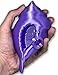 MunnyGrubbers - Mystic Conch Shell Novelty Meme Toy - Ask it a YES or NO question and Pull String for Reply - Non-Canon Parody of Spongebob Magic Conch Shell - Decision Making (MCS-V2)