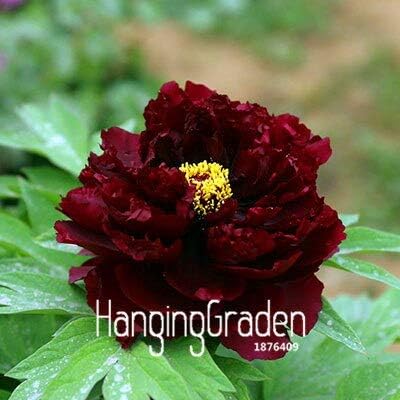 Amazon 23 ロスプロモーション ピンクと赤のダブルカラー牡丹の花の種鉢植えの花盆栽植物の種ホームガーデン10個 パック Iji5p 花