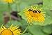 Wild Foods Arnica Flower #12 Dried Whole Arnica Flowers, Non-GMO, All Natural, Non-irradiated (External use only) (4 ounce)