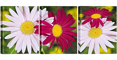 White and Red Daisies Canvas Print for Living Room Chrysanthemum Wall Art Decor Painting Pictures Artwork (12x16inch x3pcs)