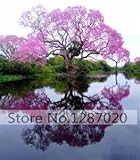 100/bag rare pink Paulownia Seeds (princess tree or empress tree)--impressive and add beauty to your gard 95%+ germination