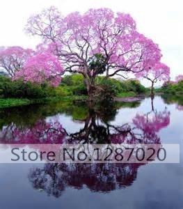 100/bag rare pink Paulownia Seeds (princess tree or empress tree)--impressive and add beauty to your gard 95%+ germination