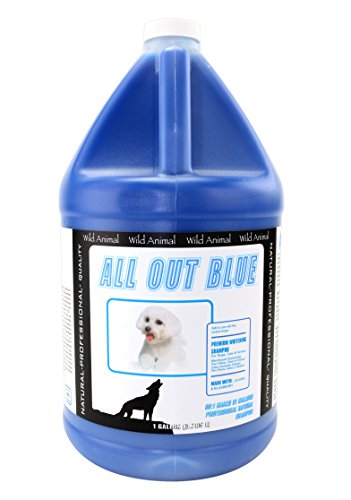 Wild animal all out blue 50:1 shampoo, gallon