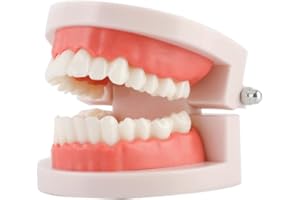 MISEMIKO Standard Teeth Model, Adult Standard Typodont Demonstration Teeth Model for Kids Teaching Education Clean Display