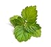 Patchouli Pure Essential Oil (GC/MS Tested), 1/2 fl oz (15 mL) Dropper Bottle