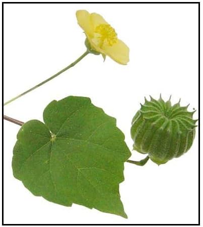 ShubhBhakti - Atibala - Kangi - Indian Mallow - Abutilon indicum -50 Gram