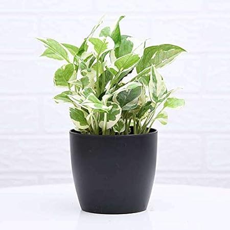 Mphmi Plant Money plant marble prince, Scindapsus - Plant Pothos Devils Ivy and Silver Vine