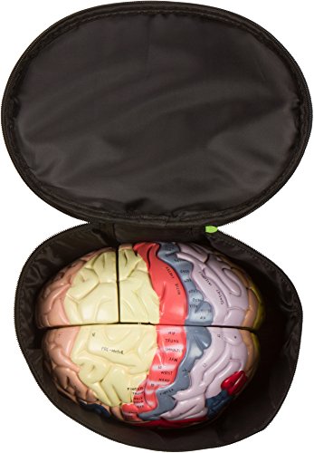 Human Brain Model (Numbered) with Carrying Case - 2X Life-Size Anatomy Model by Geekidoc