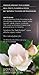 Numi Organic Tea White Rose, 16 Count Box of Tea Bags (Pack of 3) White Tea