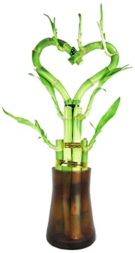 Set of 2 Live Heart Shape 6 Style Lucky Bamboo Plant with Tall Glass Vase