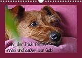 Kelly, der Irish Terrier - innen und außen aus Gold (Wandkalender 2020 DIN A4 quer): Kelly, der ein by