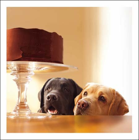 Greeting Card (WDM9677) - Blank/Birthday Card - Two Labradors - Forbidden Treasure