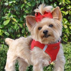 American River Ultra Choke Free Harness (Red, XXS)