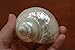Polished White Pearl Jade Turbo Hermit Crab Sea Shell 3