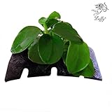 LUFFY Coco Petite Nana -Plant on coconut shell Suitable for Nano Tanks Best Placed on Rock or Wood for Beautiful Tanks (Home)