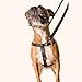 2 Hounds Design Freedom No Pull Dog Harness, Adjustable Harness and Leash Set, Easy Walking & Comfortable Control, Fits Small, Medium & Large Dogs, Solid Colors, Made in USA, 1