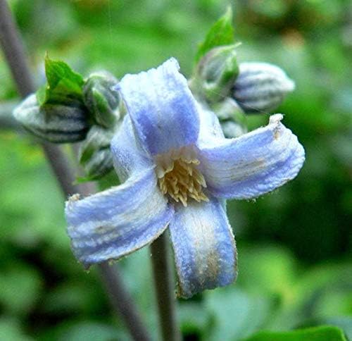 1 oz Seeds (Approx 8400 Seeds) of Clematis heracleifolia, Tube Clematis