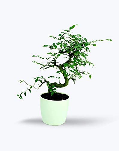 BIRTHRIGHT Chinese Elm - S Shaped - Outdoor Bonsai Live Plants with Pot