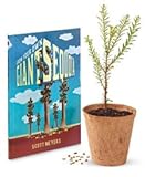 Tree Growing Kit - Giant Sequoia - by Jonsteen Company