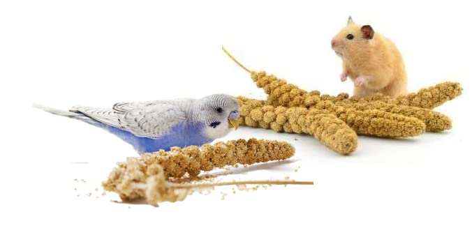 SIPW - Small Animal Hamster Caged Bird Budgie Millet Sprays Sprigs (5 x Sprays of Millet)