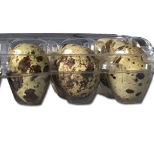 50 Stück Wachteleierschachteln, Eierschachteln PROFI für 24 Wachteleier aus OPS – Bild 8