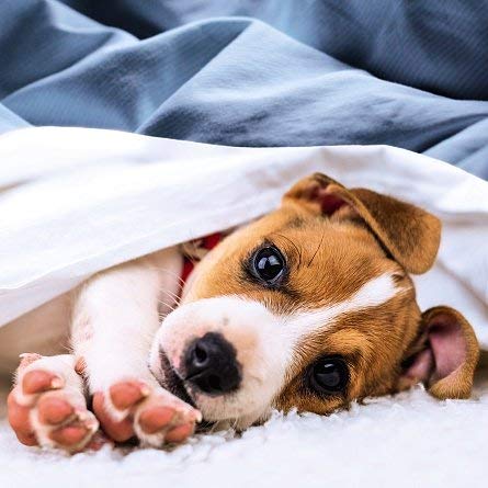 Ani'mates 3D Holographic Card - Dog