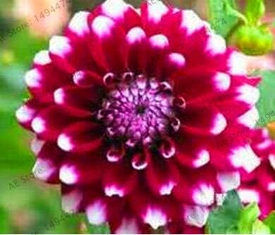 Bloom Green Co Best Selling Bonsai 20pcs Perenne Fiori Vary Colori Dalie Flores Fiore Splendido Balcone Pianta In Vaso Per La Casa Giardino Deco 5 Amazon It Giardino E Giardinaggio