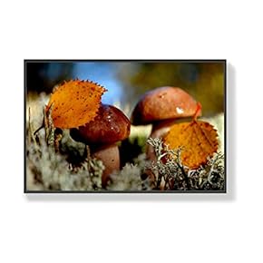 Canvas Wall Art for Living Room, Bedroom Mushroom Framed Canvas Prints for Home Decoration Ready to Hang - 16x24 inches