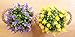 Pherypot Artificial Mini Plastic Fake Plant Flowers Potted in Black and White Metal Pot for Home Decor - Set of 2 ( Purple & Yellow with Green Grass )