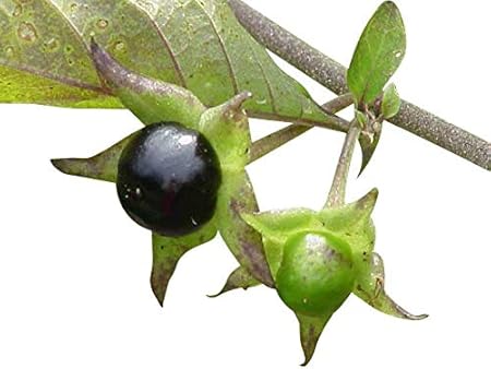 Tollkirsche 50 Samen Atropa Belladonna Winterhart Schwarze Tollkirsche Amazon De Garten