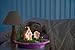 Light-up Fairy Garden Kit for Kids - Craft & Grow Your Own Indoor Gardening - Gift for Girls & Boys : Includes Everything for Planting a DIY Magical Enchanted Gardens - Fun STEM Crafts