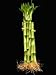 KL Design & Import - 10 Stalks Of 10 Inch Straight Lucky Bamboo For Feng Shui Or Gifts