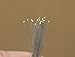Evemodel T0402W 20pcs Pre-soldered micro litz wired leads Bright White SMD Led 0402 NEW
