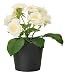 Ikea Fejka Artificial Potted Plant Small Yellow Rose Plant 7" Tall 3 1/2 Pot Diameter