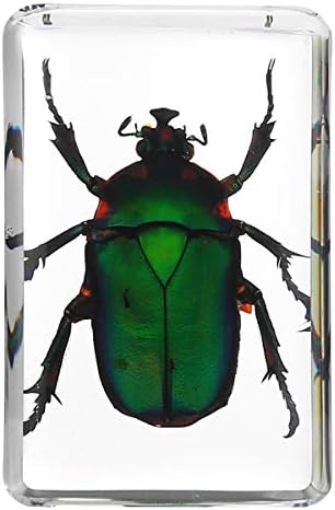 QIANLAI 4.5x3x2cm Transparent Insect Chafer Beetle Education Insect Specimen Paperweight Biological Collection Educational Equipment