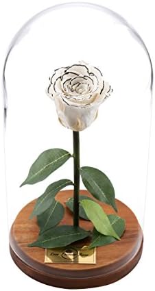 Beauty And The Beast Rose, Live Forever Rose with fallen petals in Glass Dome - Disney home decor Rose, Preserved Rose 100% Natural LFR0002 (White) This is a Real Rose!