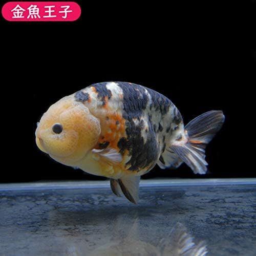 金魚王子 厳選個体 キャリコ水墨らんちゅう 12センチ前後 個体番号 Asd704 金魚 きんぎょ 生体 らんちゅう 家電 カメラ 厳選個体 ジュエリー B085rk6lrw 新作製品 世界最高品質人気 正規品送料無料 100 品質保証 激安超特価