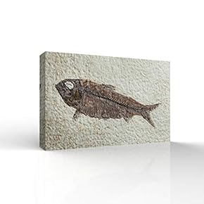 Animal Fossil Office Poster