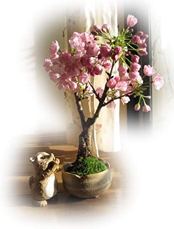Amazon 桜盆栽 これで自宅で 桜を楽しめる さくら盆栽 4月中頃に開花します 盆栽