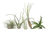 Hinterland Trading Air Plant Assortment 5 Pack Airplants Tillandsia
